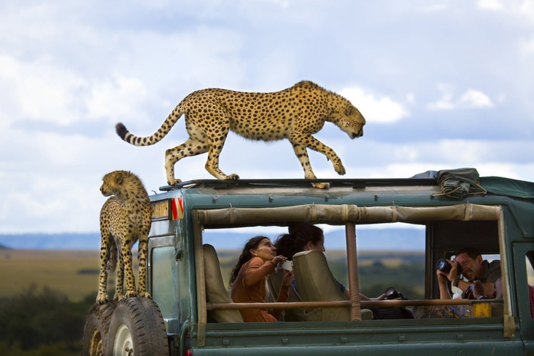 III nagrodaYanai Bonneh "Say Cheese"
"Gepardy skoczył na pojazd turystów w Parku Narodowym Masai Mara w Kenii" - Yanai Bonneh